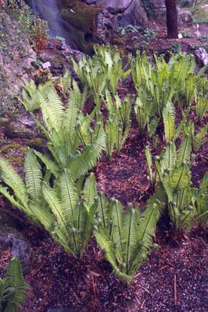 Matteuccia