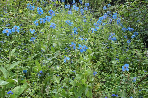 MECONOPSIS baileyli (syn. M. betonicifolia)