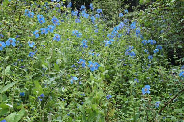 Meconopsis