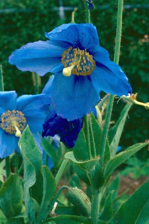 MECONOPSIS x sheldonii 'Lingholm'