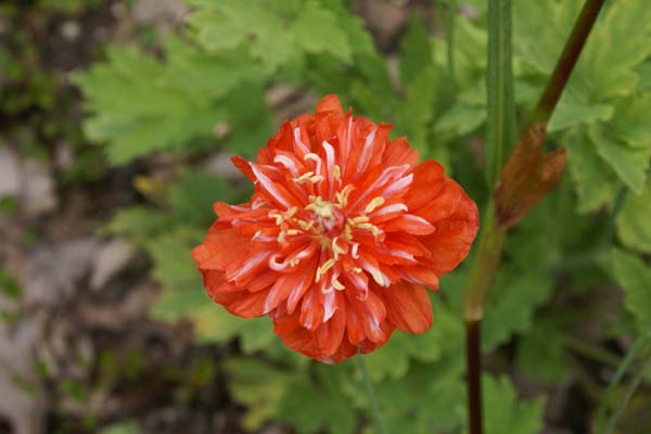 MECONOPSIS cambrica 'Muriel Brown'