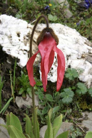Meconopsis punicea