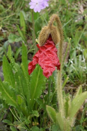 Meconopsis punicea