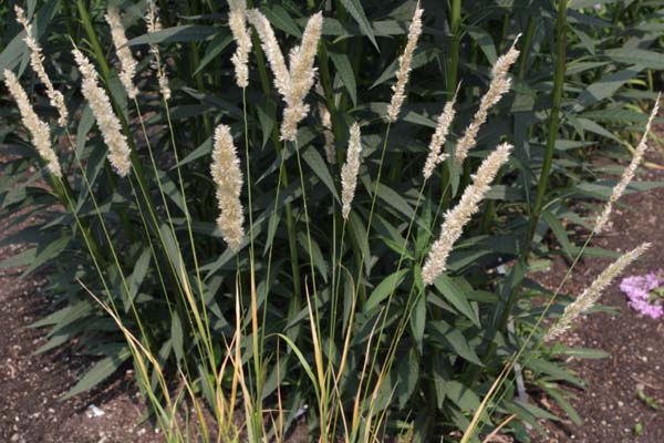 MELICA ciliata