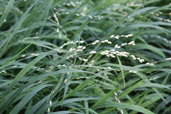 MELICA uniflora albiflora