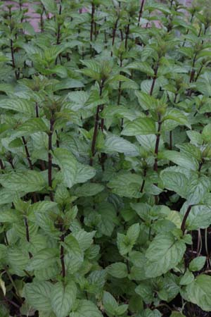 Mentha x piperita 'Multimentha'