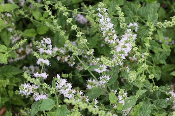 MENTHA suavolens 'Strawberry'