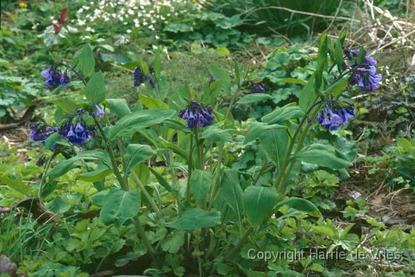 Mertensia virginica