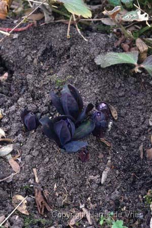 Mertensia virginica