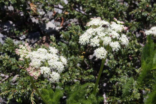 Meum athamanticum