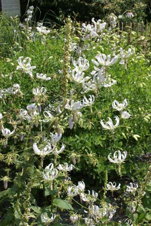 Michauxia campanuloides