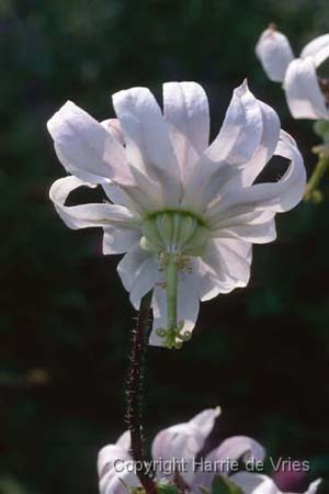 Michauxia campanuloides