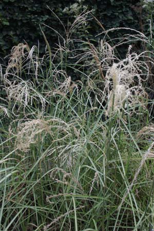 MISCANTHUS nepalensis 'Shikola'