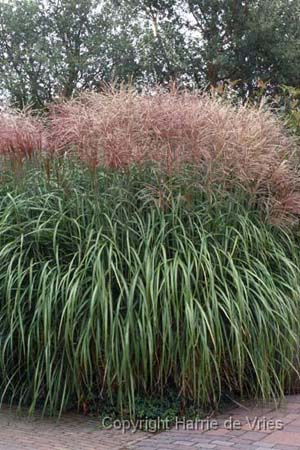 Miscanthus