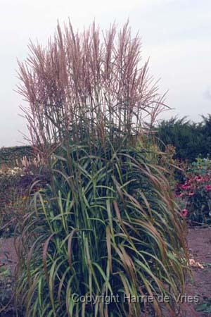 MISCANTHUS sinensis 'Ghana'