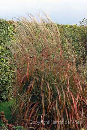 Miscanthus sinensis 'Ghana'