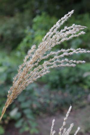 Miscanthus sinensis 'Dronning Ingrid'