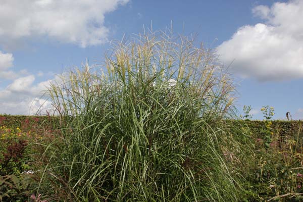 MISCANTHUS sinensis 'Dronning Ingrid'