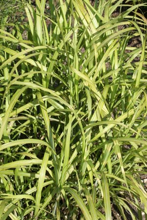 MISCANTHUS sinensis 'Hinjo'