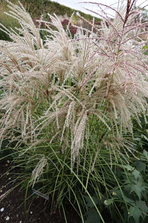 MISCANTHUS sinensis 'Kleine Silberspinne'