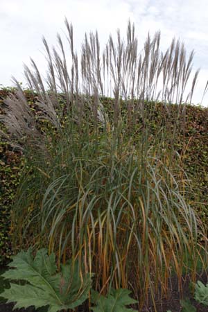 MISCANTHUS sinensis 'Prof.Richard Hansen'