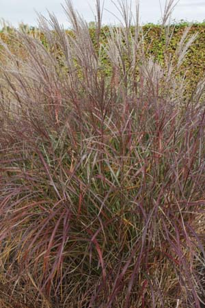 MISCANTHUS sinensis 'Purple Fall'