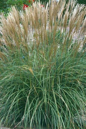 MISCANTHUS sinensis 'Yakushima Dwarf'