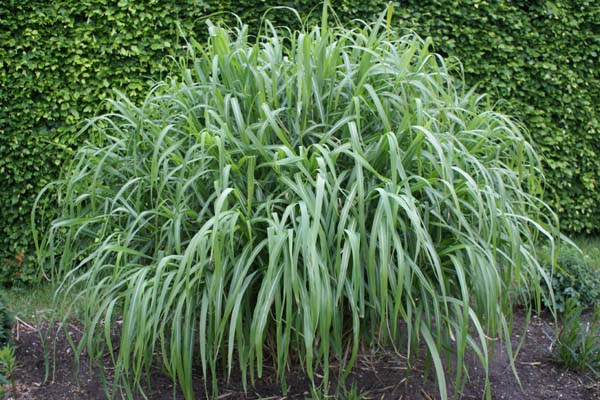 MISCANTHUS sinensis 'Nishidake'