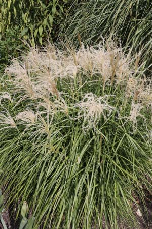 Miscanthus sinensis 'Pagels'
