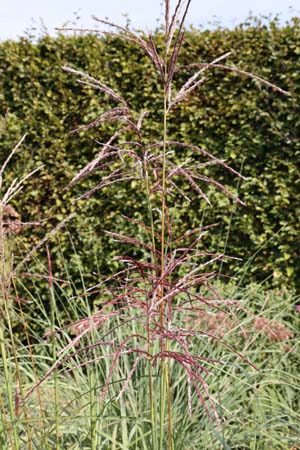 Miscanthus sinensis 'Samurai'