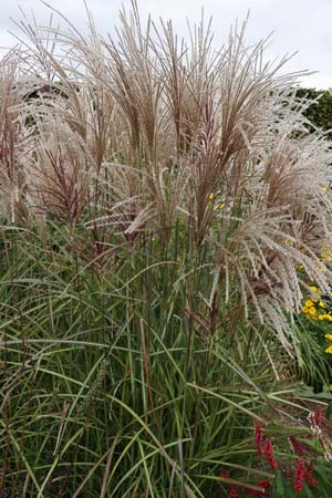 Miscanthus sinensis 'Versammlung'