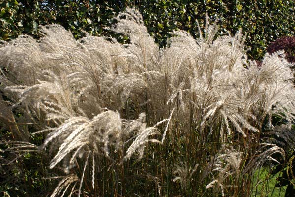 MISCANTHUS sinensis 'Werner Neufliess'
