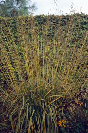 MOLINIA caerulea ssp. arundinacea 'Transparant'