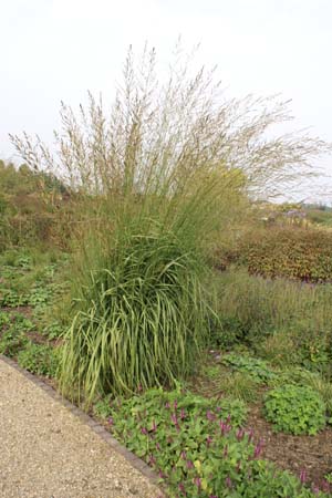 Molinia