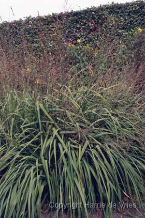 Molinia