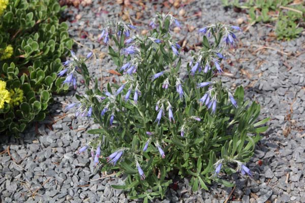 MOLTKIA petraea