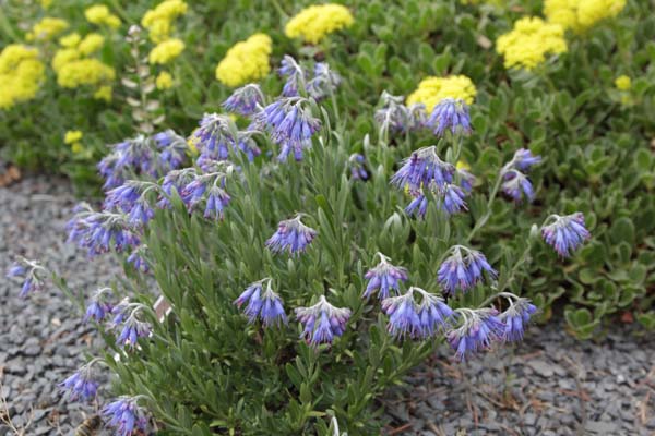 Moltkia petraea
