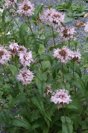 MONARDA bradburiana 'Ozark' (= Hermannshof)