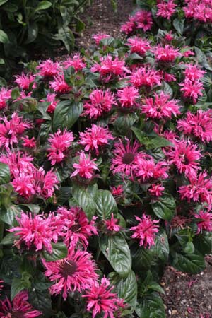 MONARDA 'Cranberry Lace'