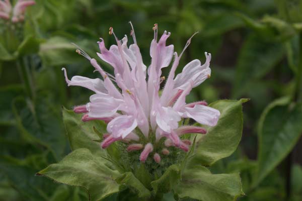 MONARDA 'Fishes'