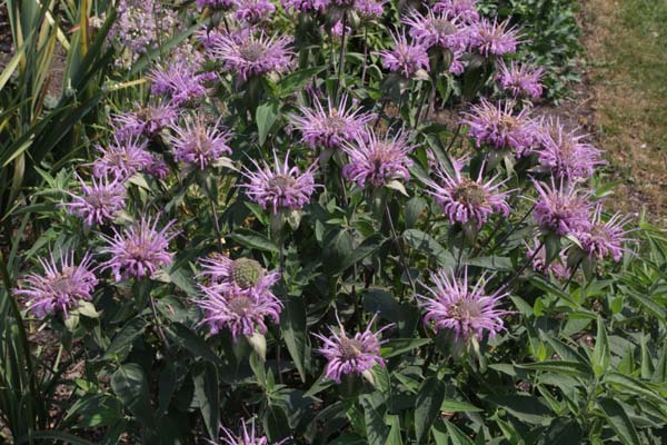 MONARDA fistulosa menthifolia 'Mohikaner'