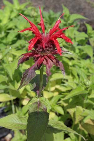 Monarda 'Gardenview Scarlet'