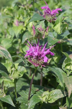 MONARDA 'Huckleberry'