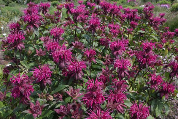 MONARDA hybr. Paars (selectie H. O.)