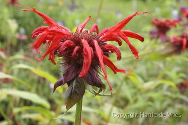 MONARDA 'Jacob Cline'