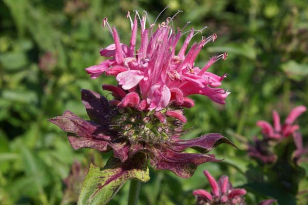 MONARDA 'Marshall's Delight'