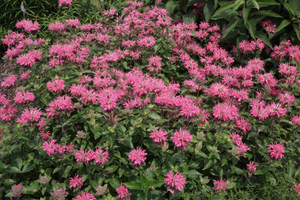 Monarda 'Marshall's Delight'