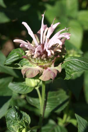 MONARDA 'Ou' Charm'