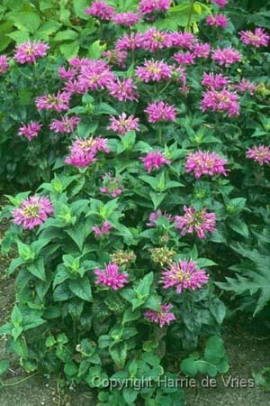 MONARDA 'Petite Delight'