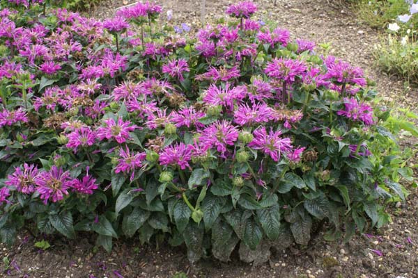 MONARDA 'Petite Pink Delight'